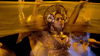 Beyonce The Grammys GIF by Recording Academy / GRAMMYs