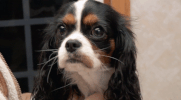 the incredible dr pol GIF by Nat Geo Wild 