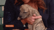 Dog Puppy GIF by Rachael Ray Show