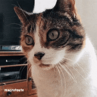 Surprised Big Eyes GIF
