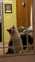 Cat Trying to Eat Through Glass Door