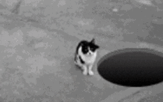 Video gif. Blurry video of a cat sitting next to an open manhole. The cat lays down to rub its back against the floor but accidentally rolls into the manhole.