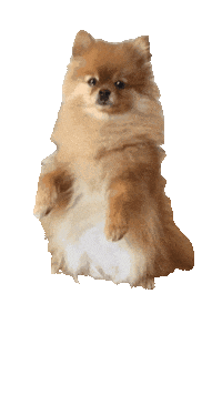 sofa_pom what spitz что шпиц Sticker