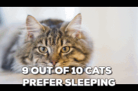 cats GIF by Stoneham Press