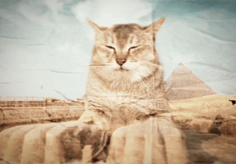 Mei Mei Cat GIF