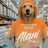 Cats Feels GIF by Darwin