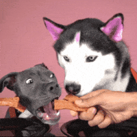 swagrman food dogs hungry swaggy wolfdog GIF