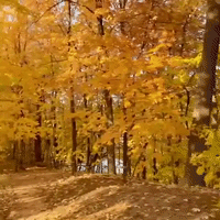 Golden Fall Foliage Display In Maple Grove