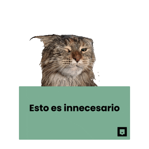 NubikaFormacion cat animal gato funny cat Sticker