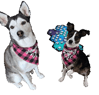 Fluentpet Sticker by Bastian the Talking Terrier