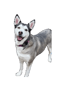 Husky Sticker by Bastian the Talking Terrier