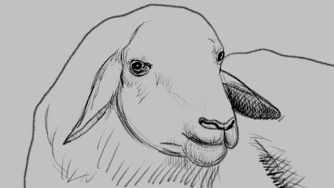 Art Morph GIF by Duilio Gatti