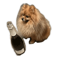 Dog Pomeranian Sticker by WMF - We Make Future