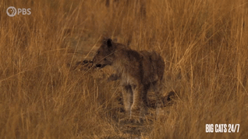 Lion Cub Calling For Mother