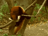 red panda GIF