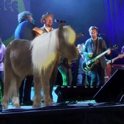 parks and recreation lil sebastian GIF