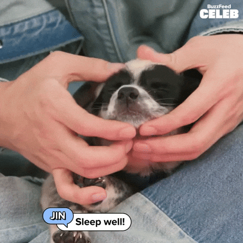 K Pop Dogs GIF by BuzzFeed