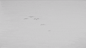 black and white horror GIF by Epitaph Records