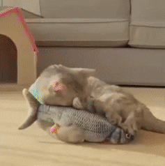 petslovesurprises giphyupload GIF