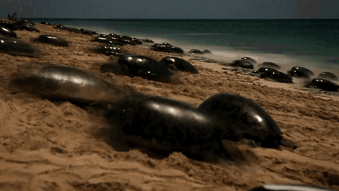 green sea turtle beach GIF