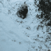 panda hill GIF