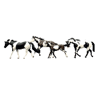 Paint Horse Apha Sticker by Hotel Drover