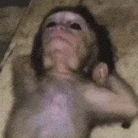 Czz GIF