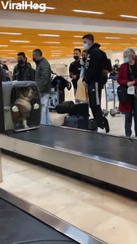 Large Pitbull Dog Confidently Travels Through Bagg