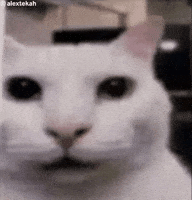 Ramirez Cat Look GIF
