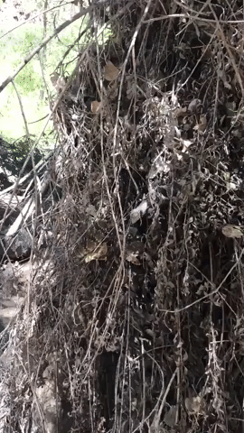 'Sssup? Arizona Man Has Close Encounter With Rattlesnake Hidden Among Tree Branches