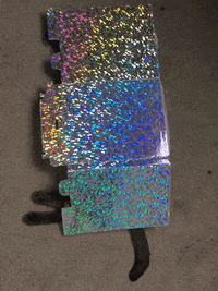 Blending In Siamese Cat GIF by Sarah Zucker