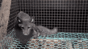 oikeuttaelaimille fox finland fur suomi GIF