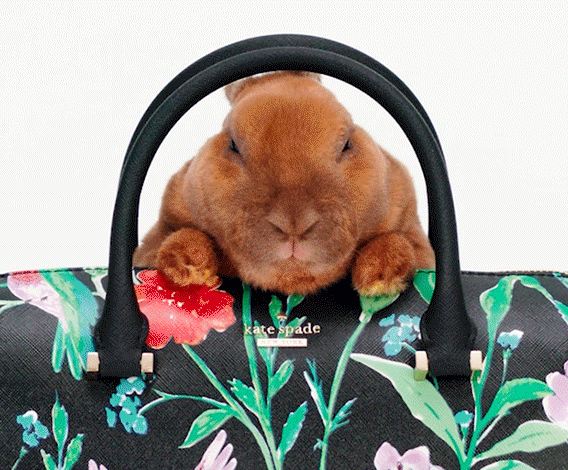 bunny rabbit GIF by kate spade new york