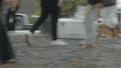 Happy Dog GIF by Sugarshack
