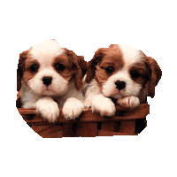 best friends dogs STICKER by imoji