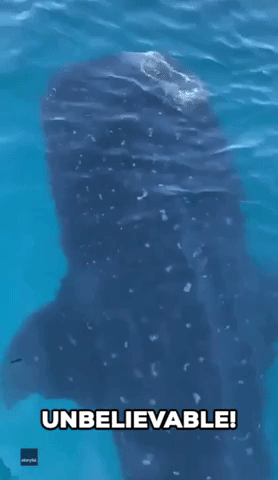 Massive Whale Shark Spotted in Gulf of Mexico