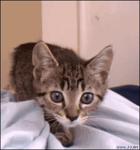 pounce GIF