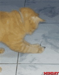 GIF by FirstAndMonday