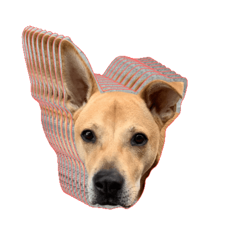 Animated Sticker