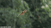 duck GIF