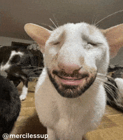 Calling Ufc Fighter GIF