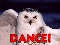 Owl Obey GIF