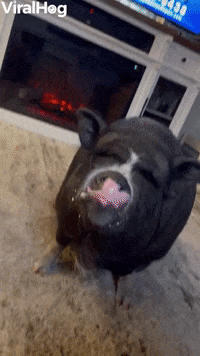 Pig GIF by ViralHog