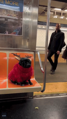 'Reindeer' Pug Spreads Holiday Cheer in New York City