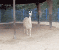drama llama GIF