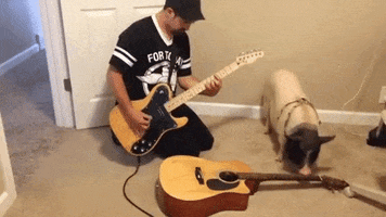 GIF by AFV Pets