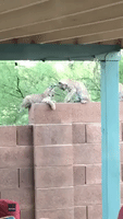 House Cats: Three Bobcat Kittens Play on Arizona Residence Wall