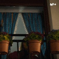 Humor Comedia GIF by Movistar Plus+