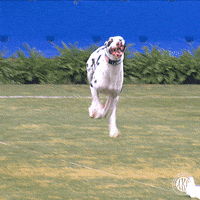 Dog Running GIF by American Kennel Club