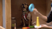 michael carbonaro GIF by truTV’s The Carbonaro Effect
